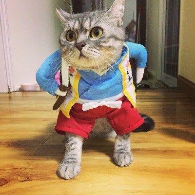Lustige Kostüme für Hunde & Katzen