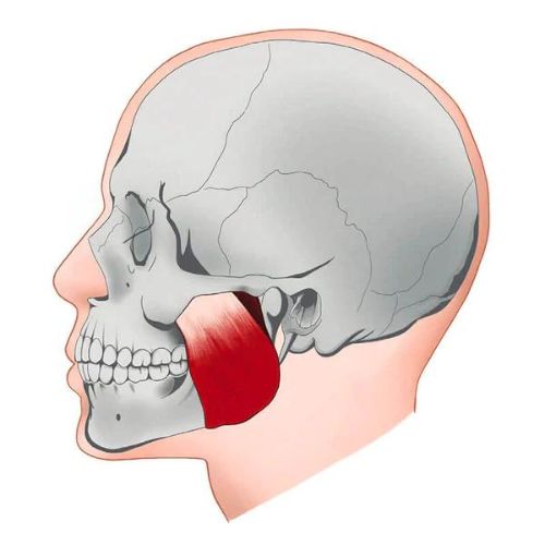 Jawline Trainer für eine definierte Gesichtskontur