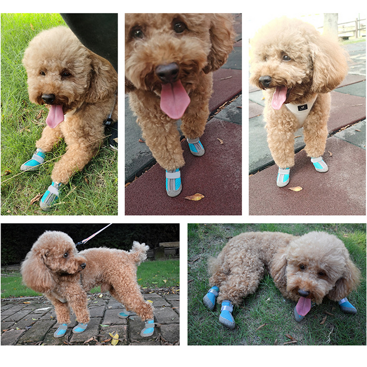 Hundeschuhe für heisses Pflaster und kalte Tage